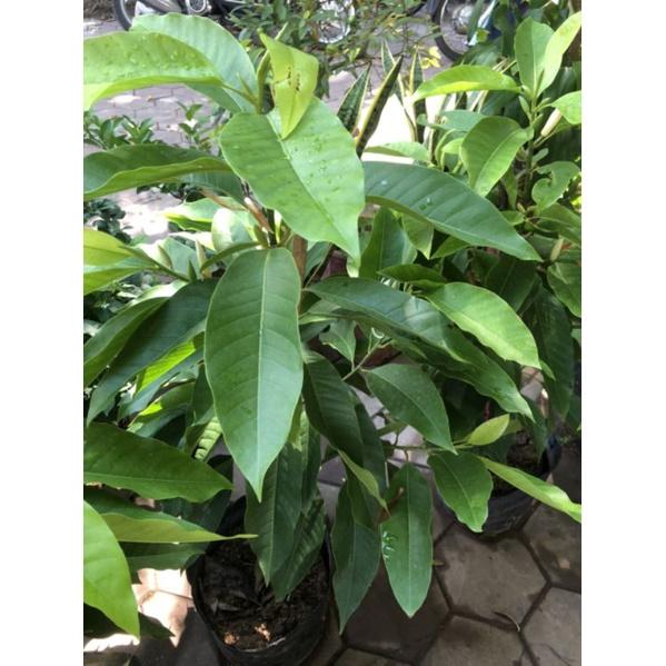 Cây hoa ngọc lan trắng, cây khoẻ đẹp