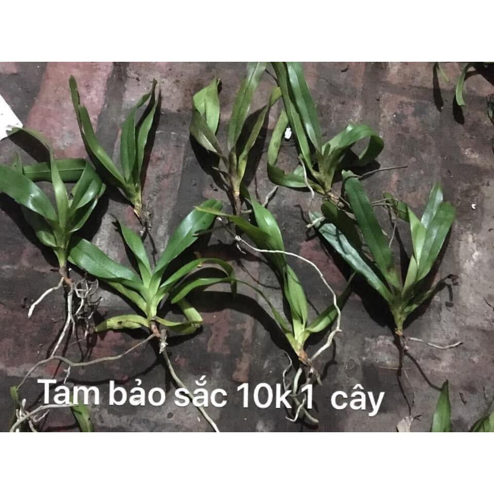 Combo 10 TAM BẢO SẮC MĂT HOA VÀNG RỪNG PHÚ YÊN