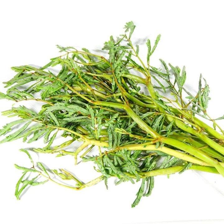 Giống Rau nhút