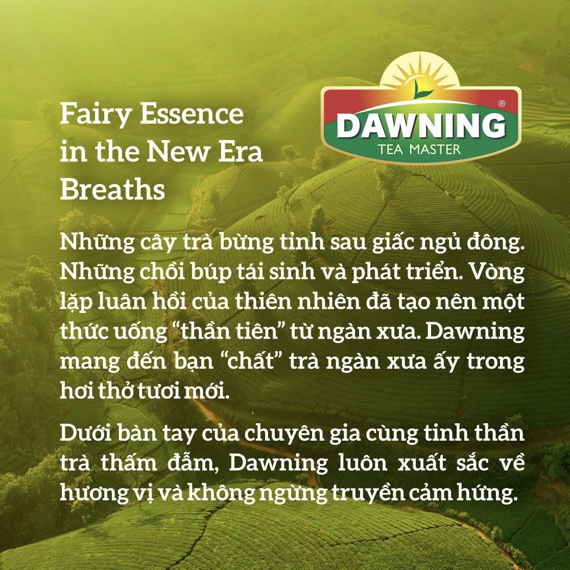 Combo 5 vị Trà Dawning- Trà chanh 280g, Trà sữa có trân châu và không trân châu Tròn vị ngon &amp; Đậm vị trà 260g