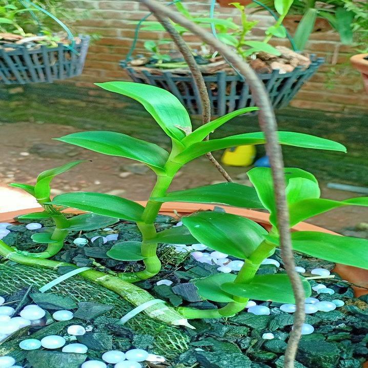Hoa lan phi điệp-5ct lâm xung+ 700g phân thỏ hữu cơ