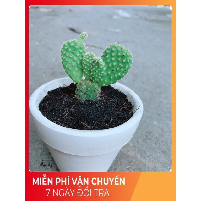 Chậu Xương Rồng Tai Thỏ Mini