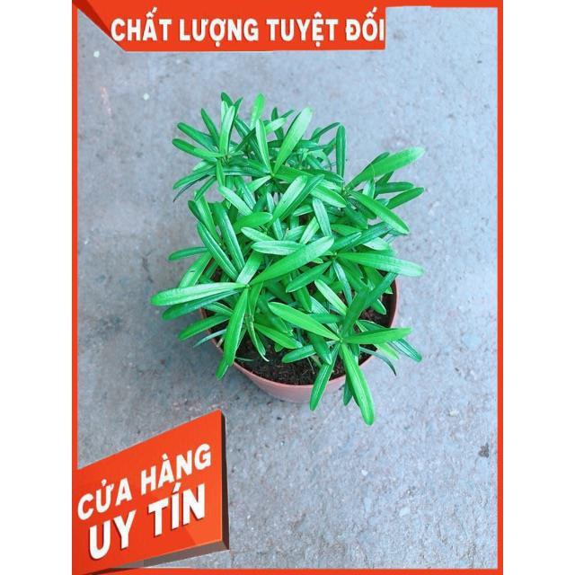 Cây Tùng Vạn Niên
