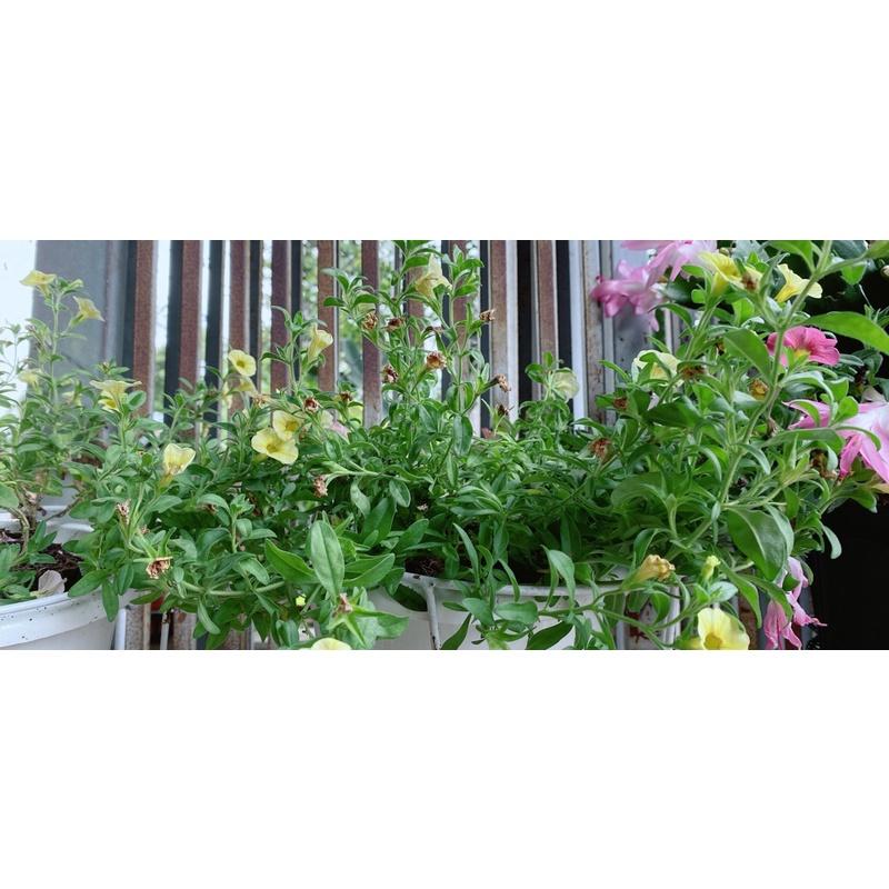 Chậu Cây Triệu Chuông