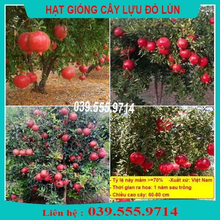 HẠT GIỐNG CÂY LỰU LÙN ĐỎ DỄ TRỒNG, DỄ CHĂM