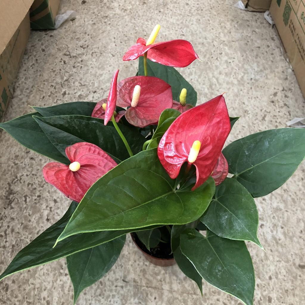 Cây hồng môn đỏ siêu hoa, chiều cao 25-30cm, hoa cực to đẹp dễ chăm sóc thích hợp trang trí phòng khách, để bàn