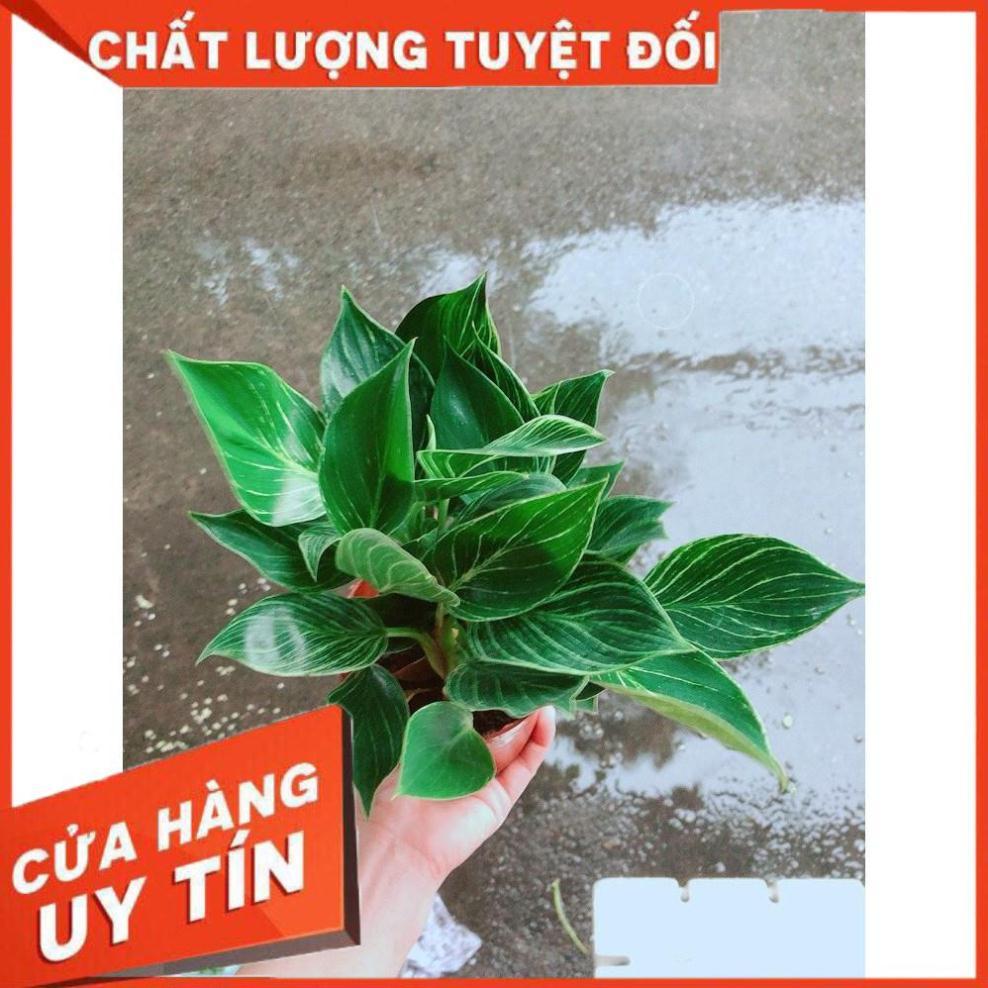Cây Trầu Bà Cẩm Thạch Hay Trầu Bà Kim Cương Hoặc PHILODENDRON BIRKIN