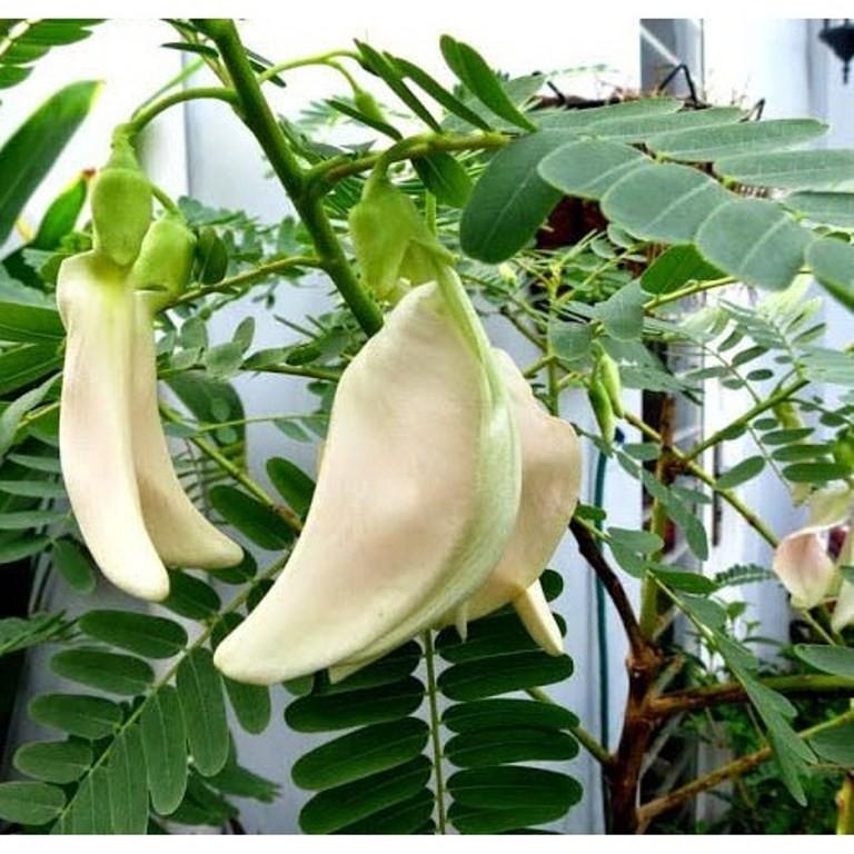 Hạt Giống So Đũa - 2gr