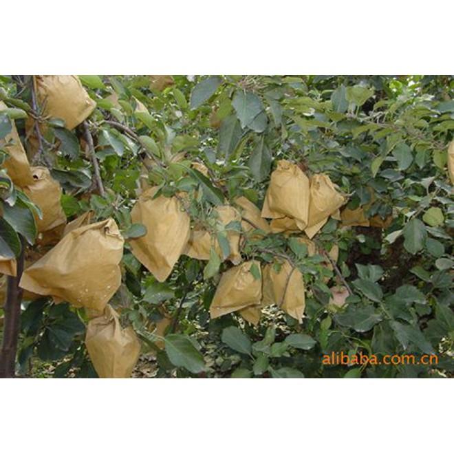 CHẤT LƯỢNG CAO Com bo 1000 túi bọc bưởi giấy không thấm nước