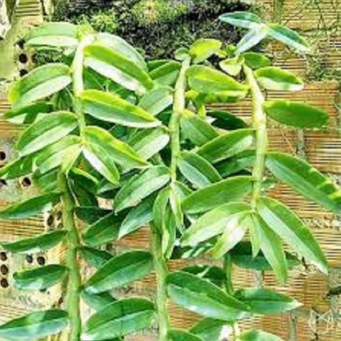 Hoa phong lan-long tu lào ki mập khỏe ấm chậu