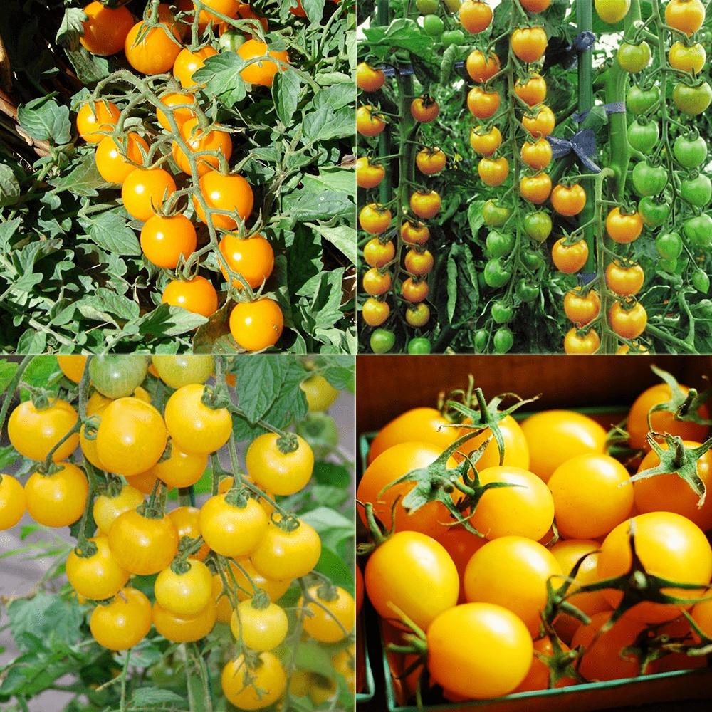 Hạt Giống Cây Cà Chua Bi Vàng Lùn -