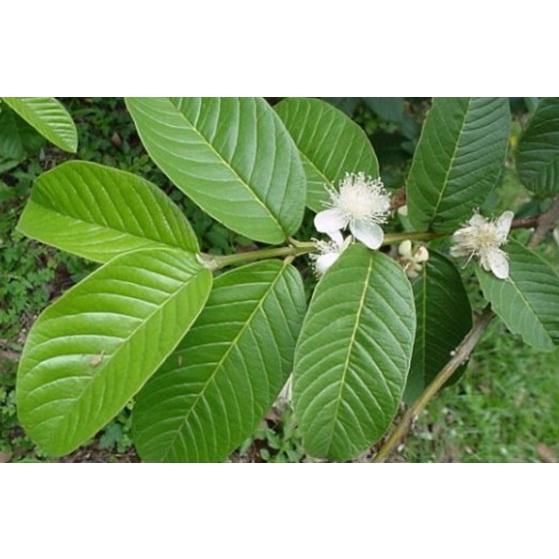 1kg lá ổi khô sạch nhà trồng- nhà làm thủ công