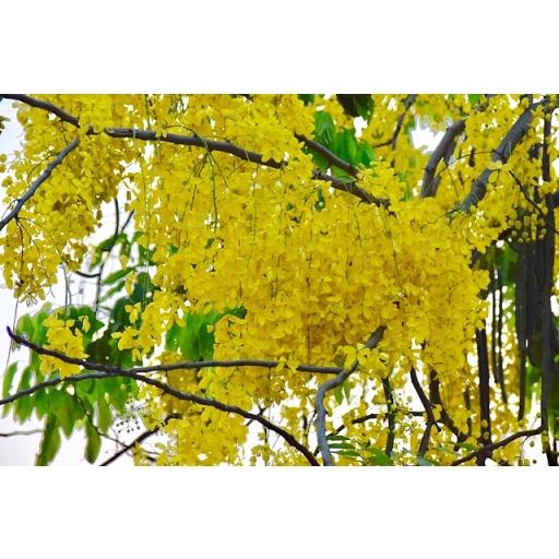 Muồng hoàng yến vàng-hoa osaka vàng, bầu cây giống