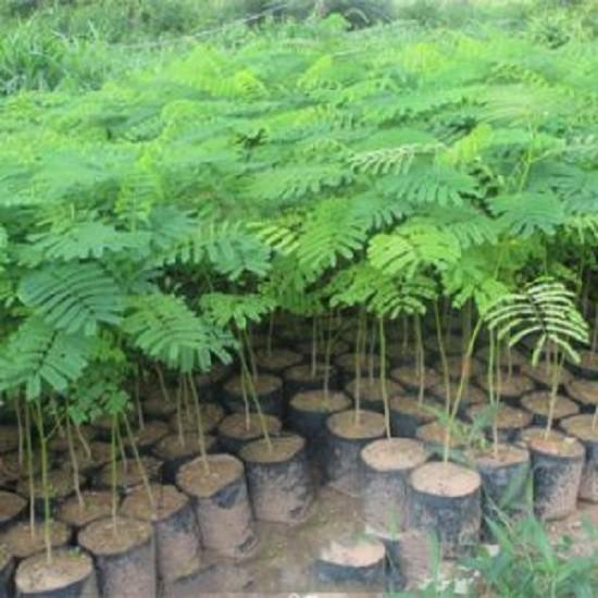 CÂY GIỐNG CÂY HOA PHƯỢNG ĐỎ