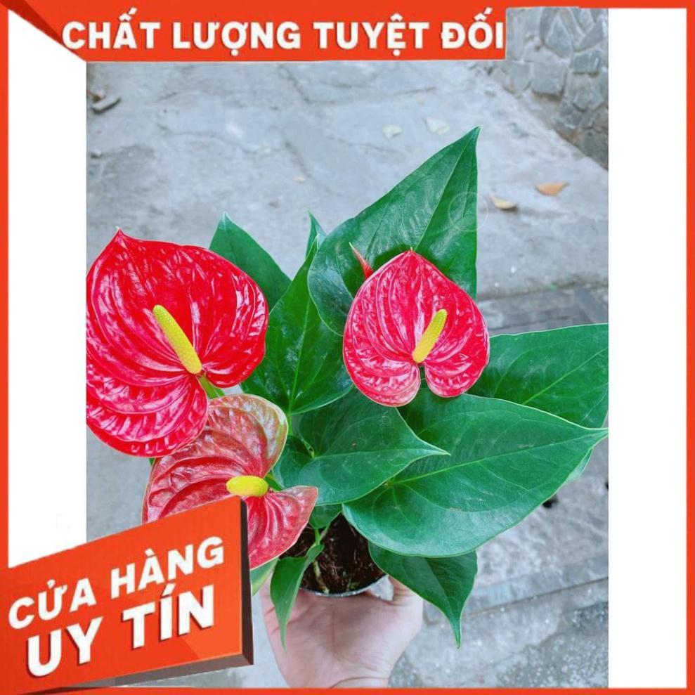 Chậu cây hồng môn Nhiều Người Mua