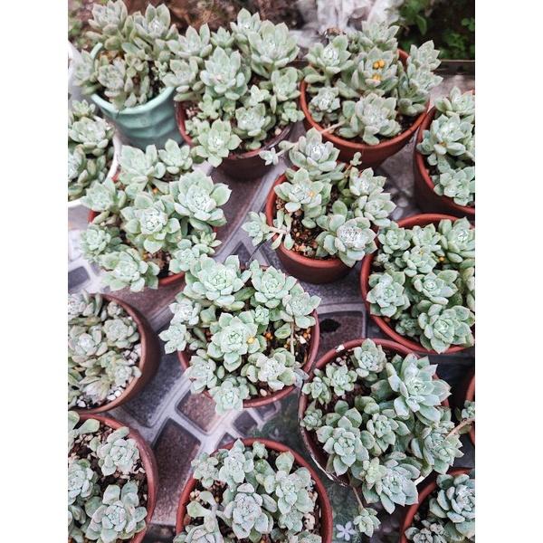 Chậu trồng sen đá như hình