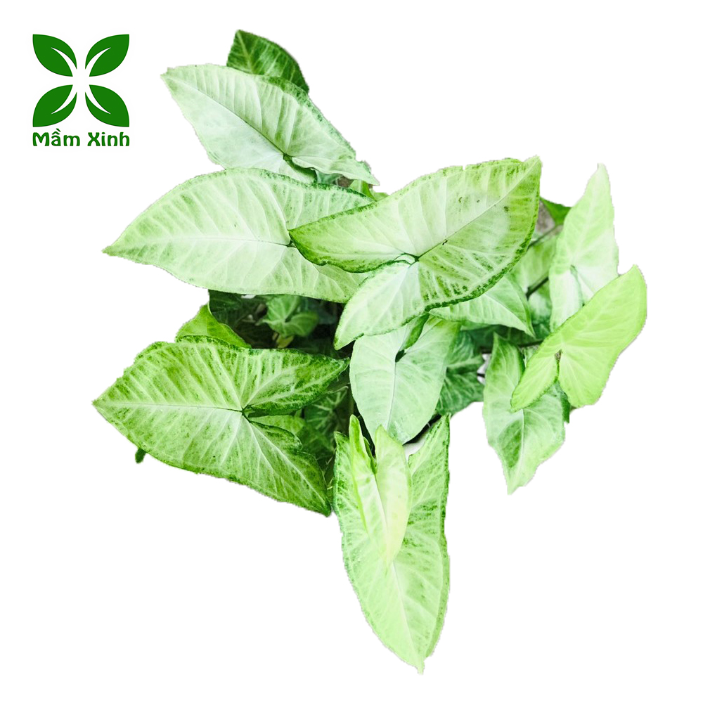 Cây Trầu Bà Trắng, cây cảnh mini để bàn