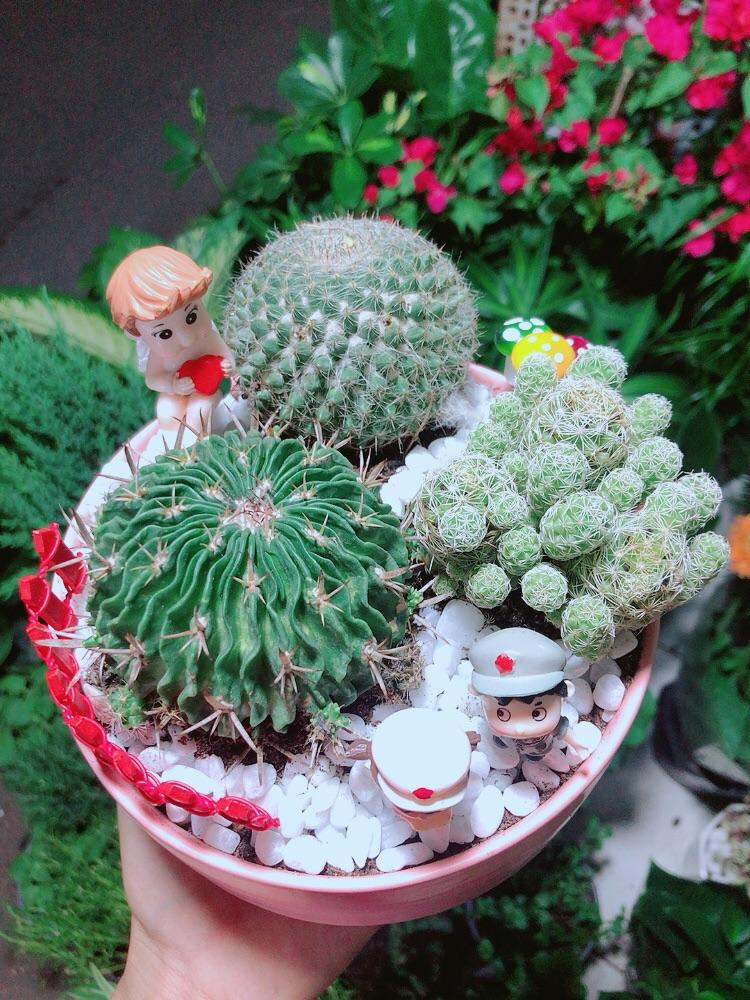 Chậu Xương Rồng Tiểu Cảnh