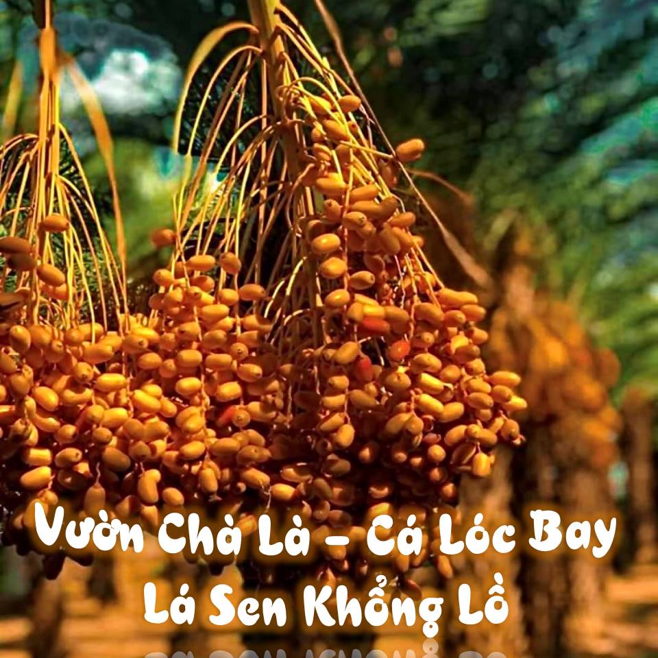 TOUR VƯỜN CHÀ LÀ - CÁ LÓC BAY - CHÙA LÁ SEN KHỔNG LỒ 1 NGÀY - HAPPY TOUR 