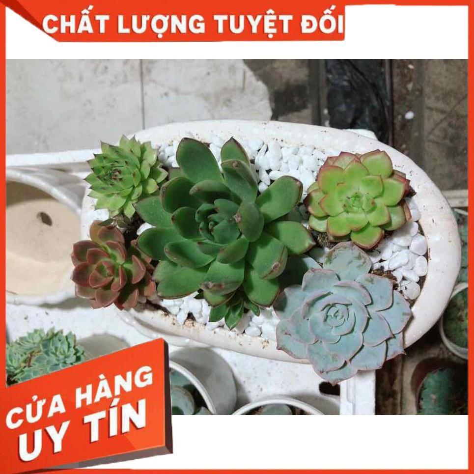 Chậu sen đá mix sẵn Nhiều Người Mua