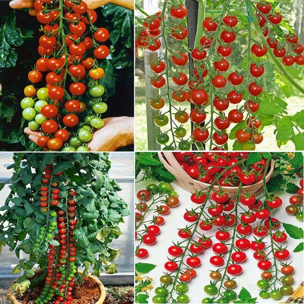 Combo 5 gói hạt giống cà chua mix loại – tặng 1 gói kích hạt nảy mầm