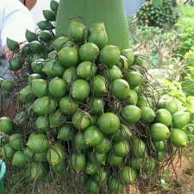 CÂY GIỐNG CÂU LÙN SIÊU QUẢ- CAM KÊT GIỐNG CHUẨN F1