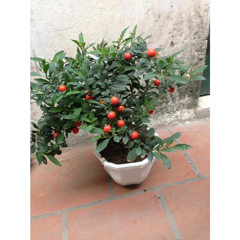 Cây Ớt Nhật, chậu cây to sẵn quả chơi tết