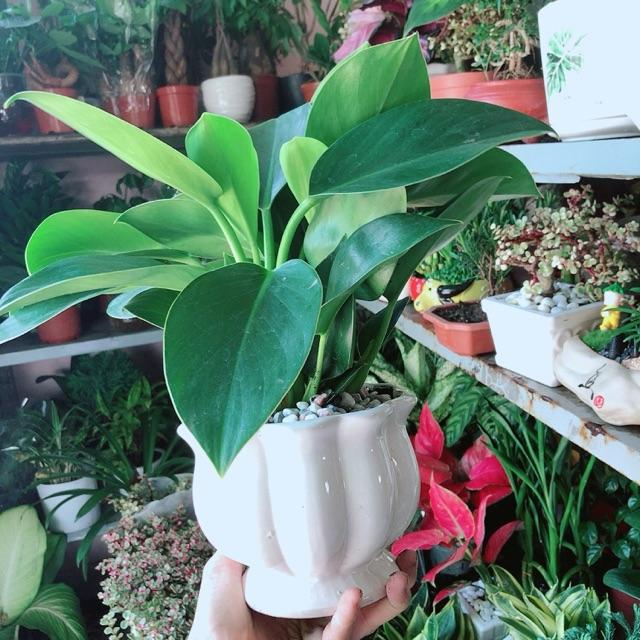 Chậu Cây Trầu Bà Đế Vương Xanh