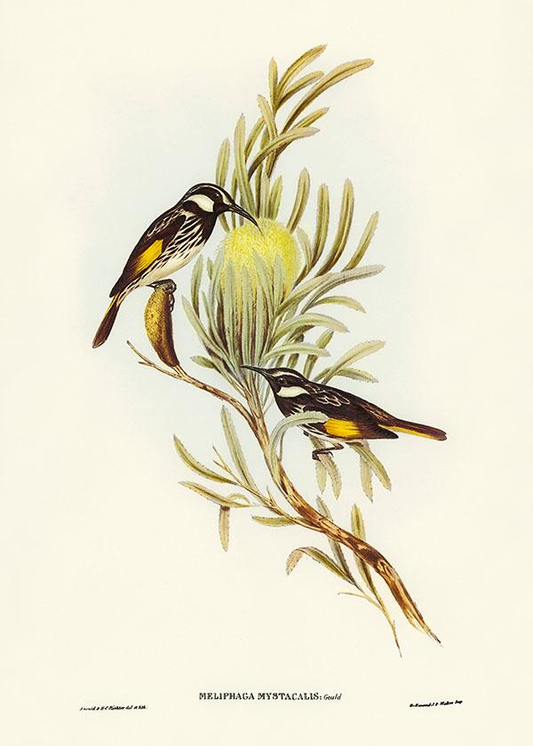 Tranh canvas vintage  - Chim ăn mật (Meliphaga mystacalis) - BVT-36