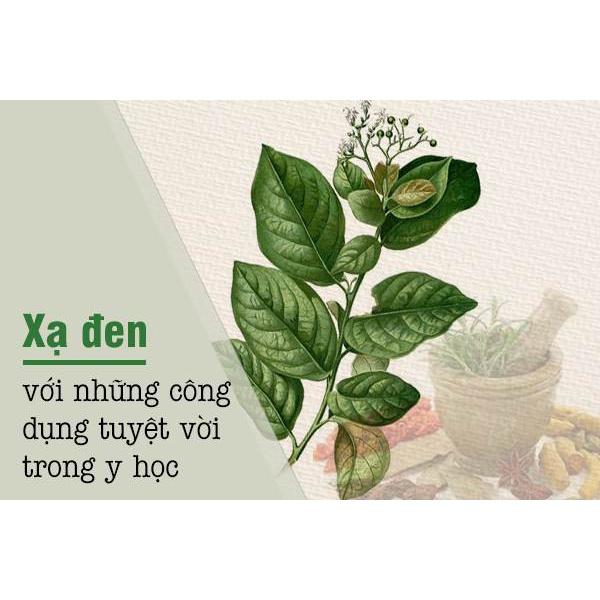 CÂY XẠ ĐEN GIỐNG