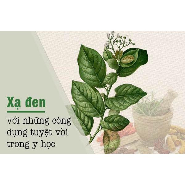 CÂY XẠ ĐEN GIỐNG [ BẦU TO, CÂY SIÊU KHỎE, DỄ TRỒNG ... Trồng làm dược liệu] [ FREESHIP EXTRA + HOÀN XU EXTRA ] [ ĐƯỢC ĐỒNG KIỂM ]