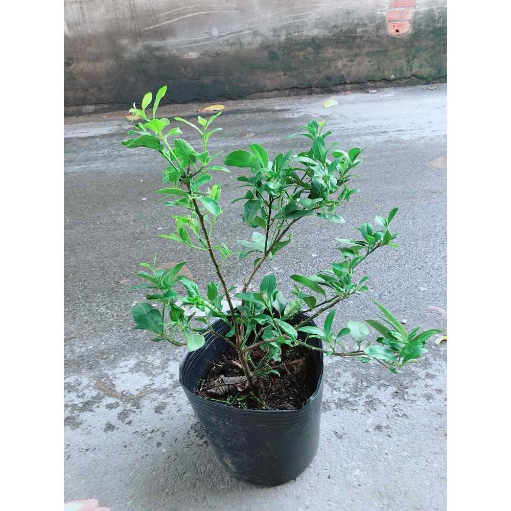 Cây Chanh Kép Cho Nhiều Trái Bán Chạy