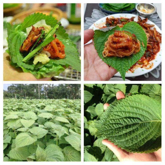 Hạt Giống Lá Mè - Lá Vừng - Tía Tô Hàn Quốc