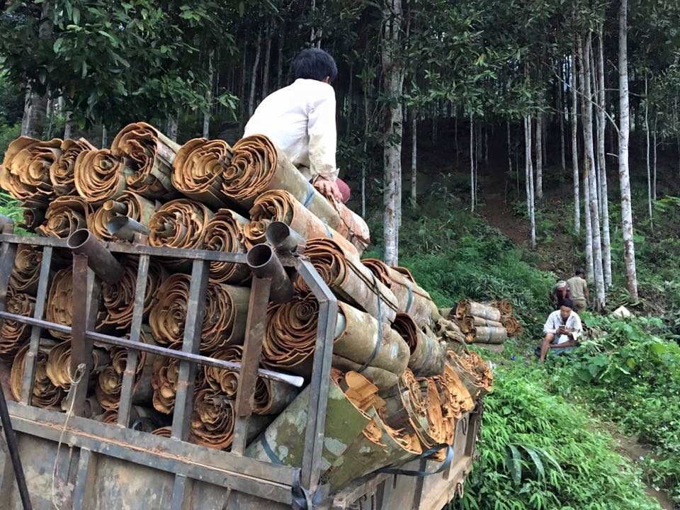 Tinh dầu vỏ Quế nguyên chất từ thiên nhiên - Mộc Mây