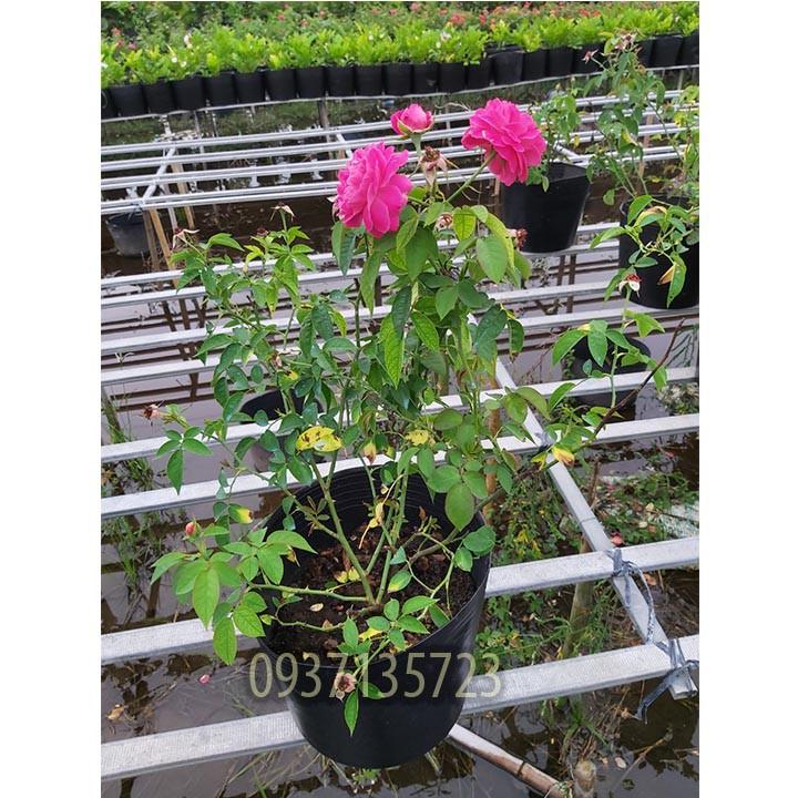 CÂY HOA HỒNG TƯỜNG VY SA ĐÉC
