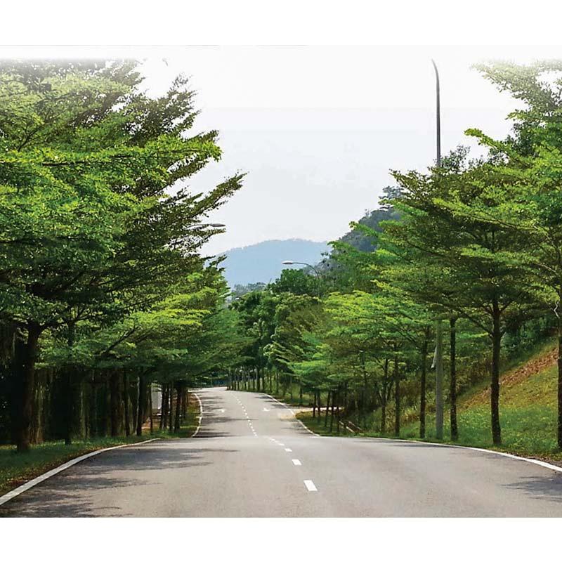 Cây giống Bàng Đài Loan .