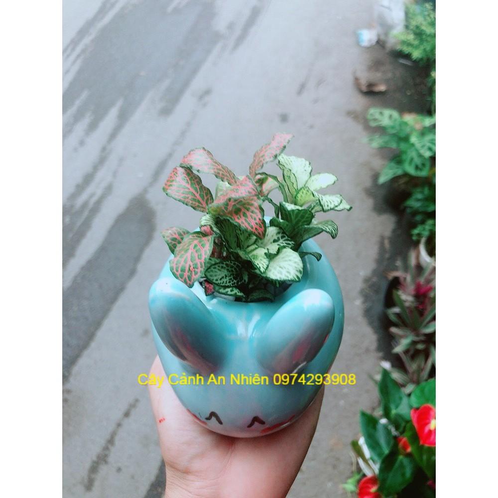 Chậu Cẩm Nhung Thỏ Xanh