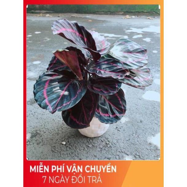 Chậu Đuôi Công Tím