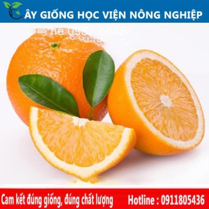 Sản phẩm Cây Ăn Trái giống cam V2 năng suất cao ngọt ngon