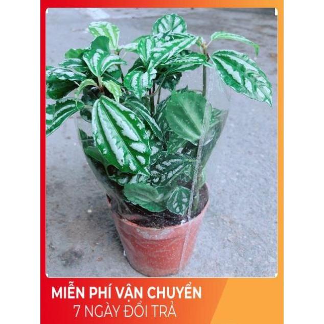 Cây Lá Dưa Hấu