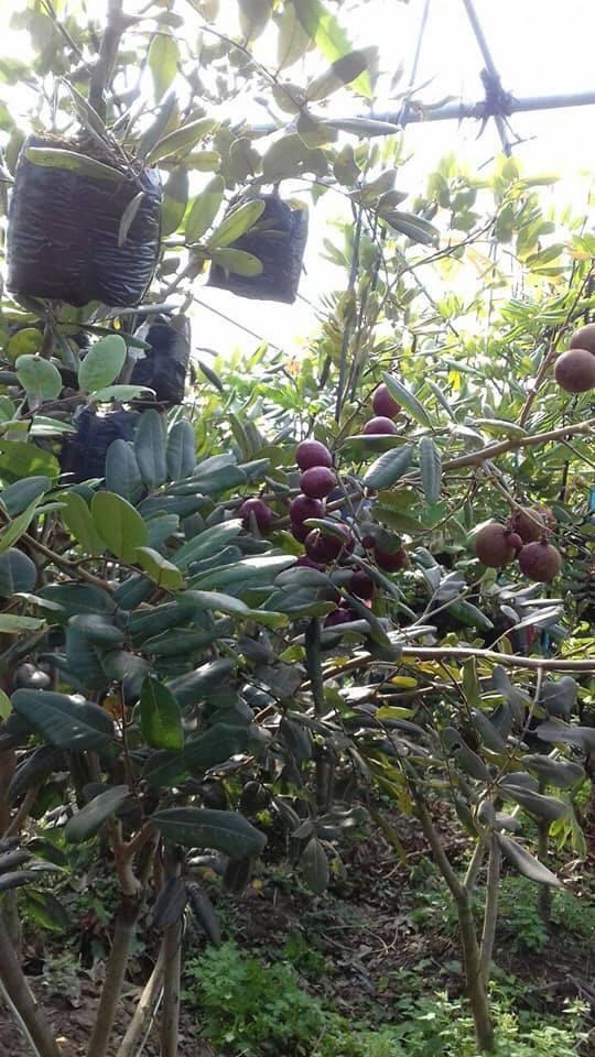 CÂY GIỐNG NHÃN TÍM cây đẹp chuẩn giống