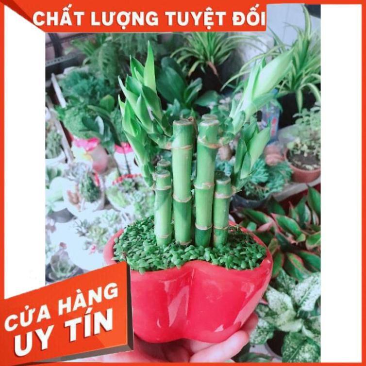 Chậu cây phát tài Nhiều Người Mua