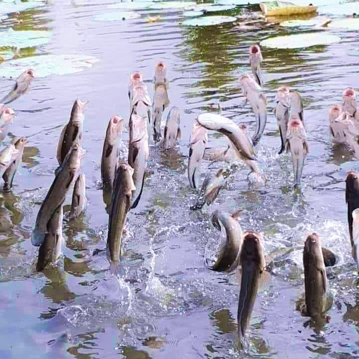 TOUR VƯỜN CHÀ LÀ - CÁ LÓC BAY - CHÙA LÁ SEN KHỔNG LỒ 1 NGÀY - HAPPY TOUR