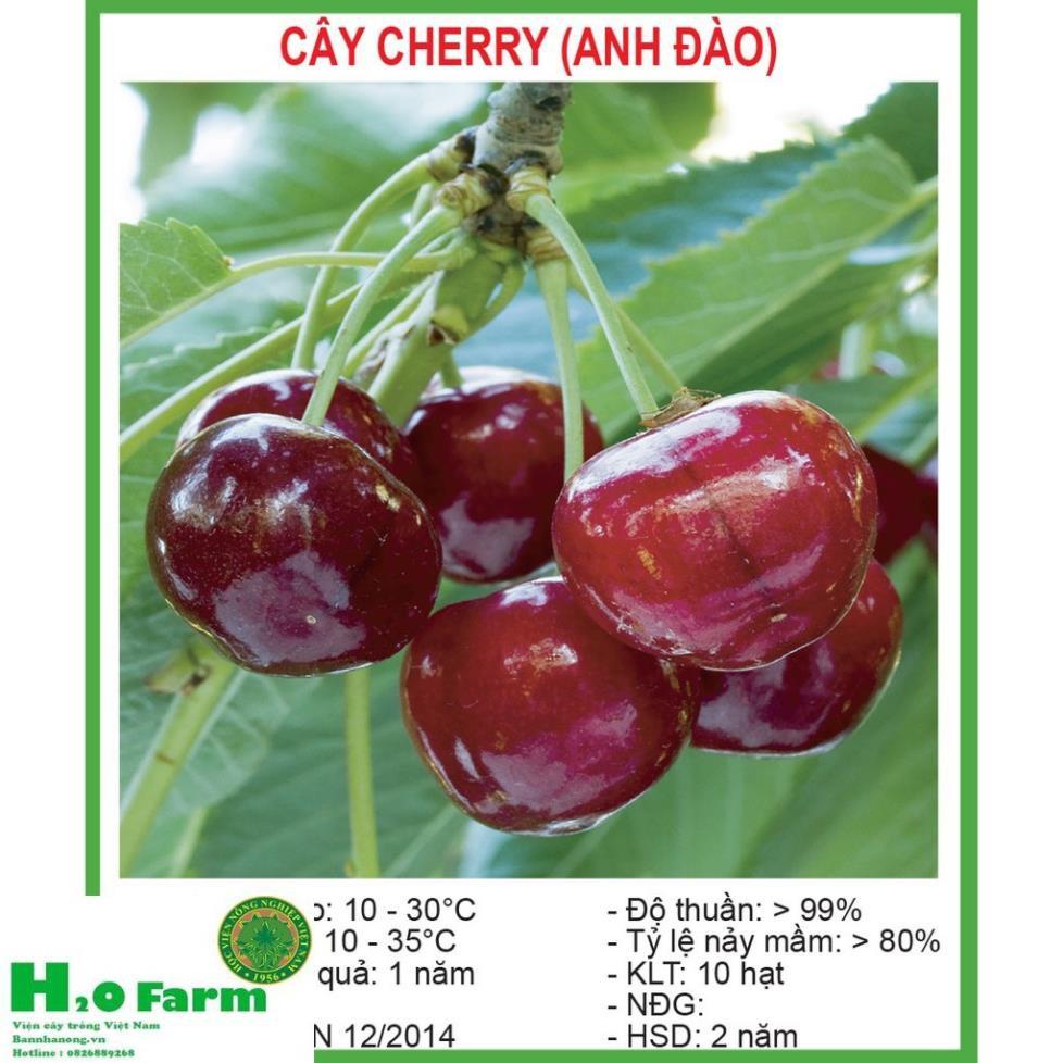 Cây cherry nhập khẩu chịu nhiệt + Tặng 01 cây dâu da đất ( bòn bon)