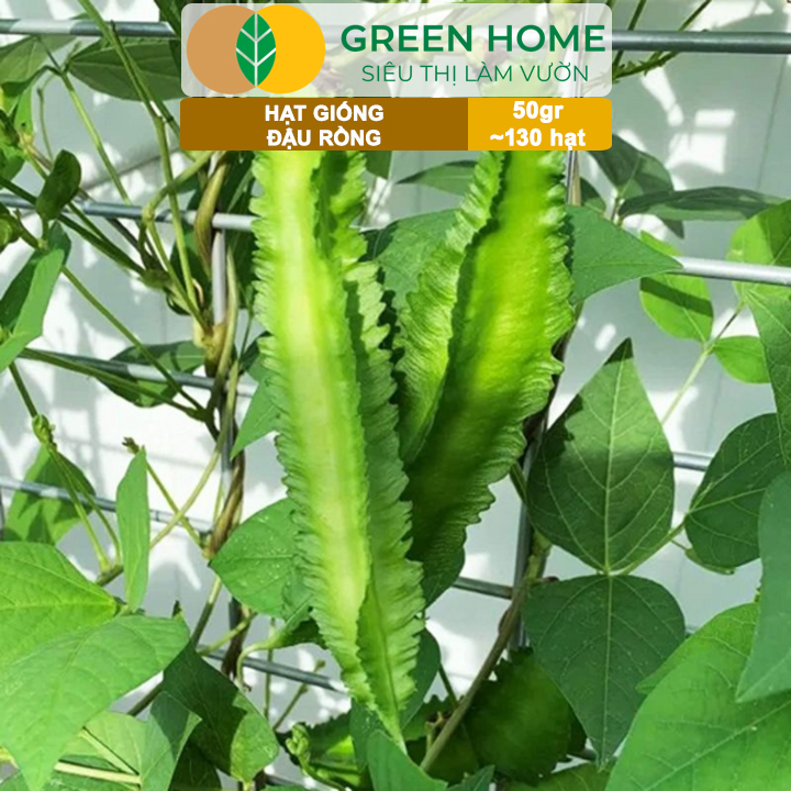Hạt Giống Đậu Rồng Green Home, GÓI 50GR, Dễ Trồng Quanh Năm, Nảy Mầm Cao, Thu Hoạch Nhanh T46
