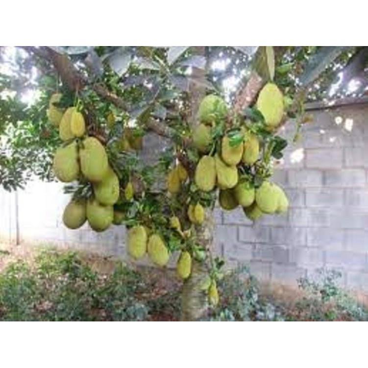 CÂY MÍT TA GIỐNG - Nhanh Quả thơm ngon nhiều múi