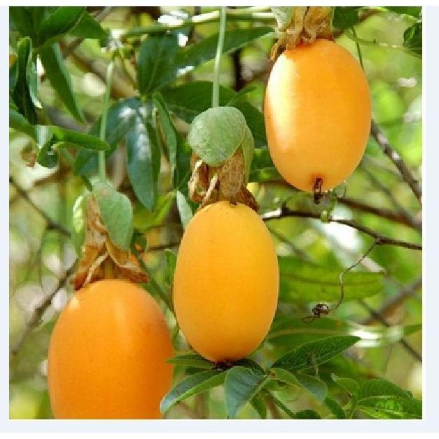 Hạt giống chanh dây vàng ngọt - 1 gói 10 hạt