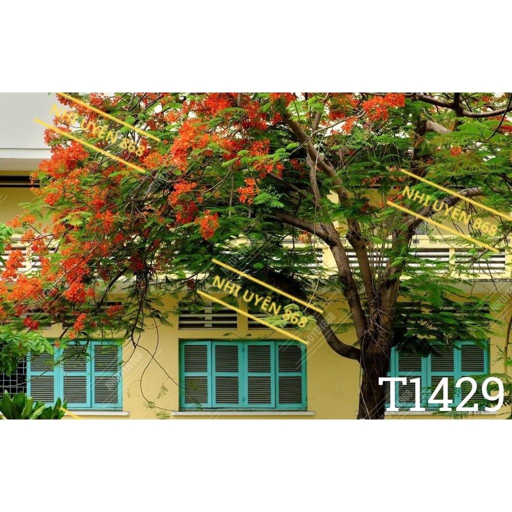 Tranh vải decor / Thảm vải treo tường / Thảm vải chụp ảnh cử nhân/ Chụp ảnh tốt nghiệp