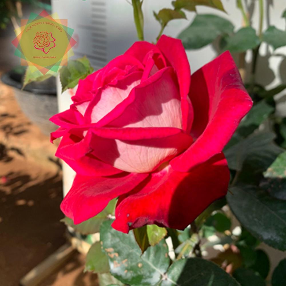 Hoa hồng ngoại Monica Bellucci Rose siêu đẹp