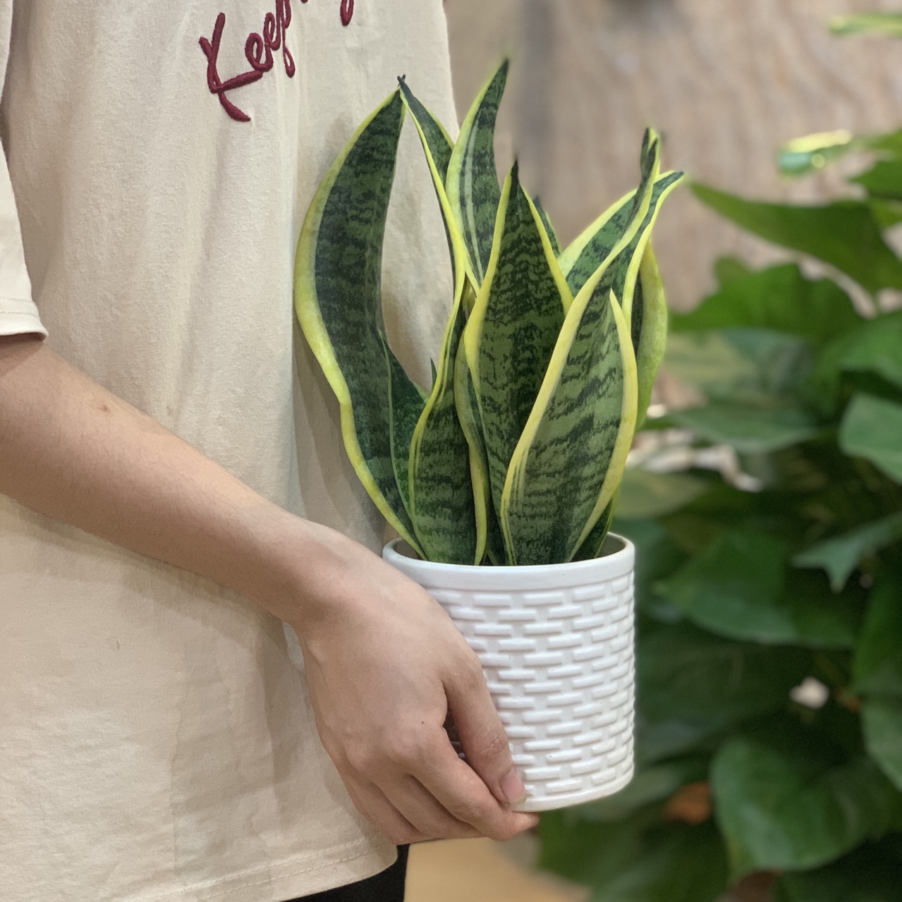 Cây Lưỡi Hổ Ta để bàn